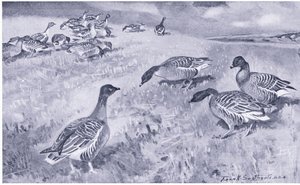Pink Footed Geese Feeding by Frank Southgate